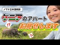 【ノマド日本語教師#17】ナイロビではこんなアパートに住んでいます！