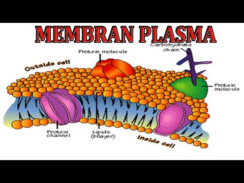 Video: Membran Sitoplasma - Struktur Dan Fungsi Membran
