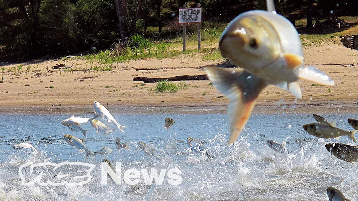 America's Most Hated Fish Are Being Purged By Electric Shocks and Sound - DayDayNews