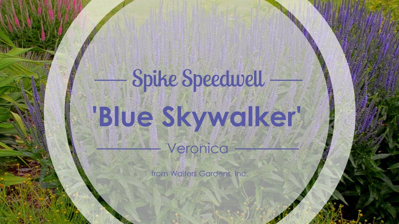 Blue Skywalker Spike Speedwell