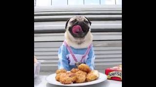 Doug The Pug - Olympics