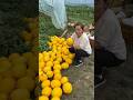 Cucumber harvest activity with fresh cutting #viral #agriculture #trending #life