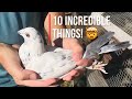 10 incredible things about homing pigeons