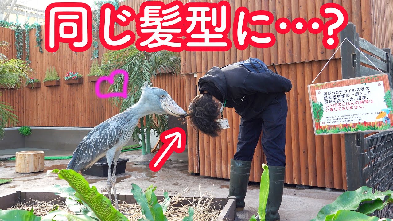 大好きな飼育員さんにイタズラしちゃうハシビロコウのふたばちゃんが可愛すぎる!【冬のふたば】Winter Futaba_24 Shoebill FUTABA 2021_21