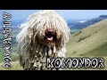 Komondor Dog Breed - the ancient Hungarian shepherd breed!  DogCastTV!