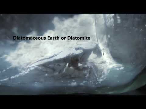 Vídeo: A terra diatomácea repele baratas?
