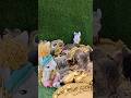 videos about animals #travelblog #cat #ihavethisthingwithplants #animalphotos #cute