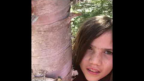 The Ojibway Story of the Birch Tree