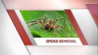 Pest Control Services Perth - Spider Control