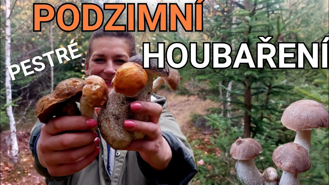 Krásné podzimní hřiby. Pestré houbaření na Karlovarsku  11.10. 2025 