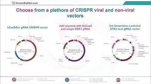 Design your CRISPR vectors using VectorBuilder!
