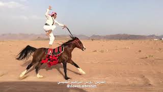 самий бистрь лошадь араб руссий