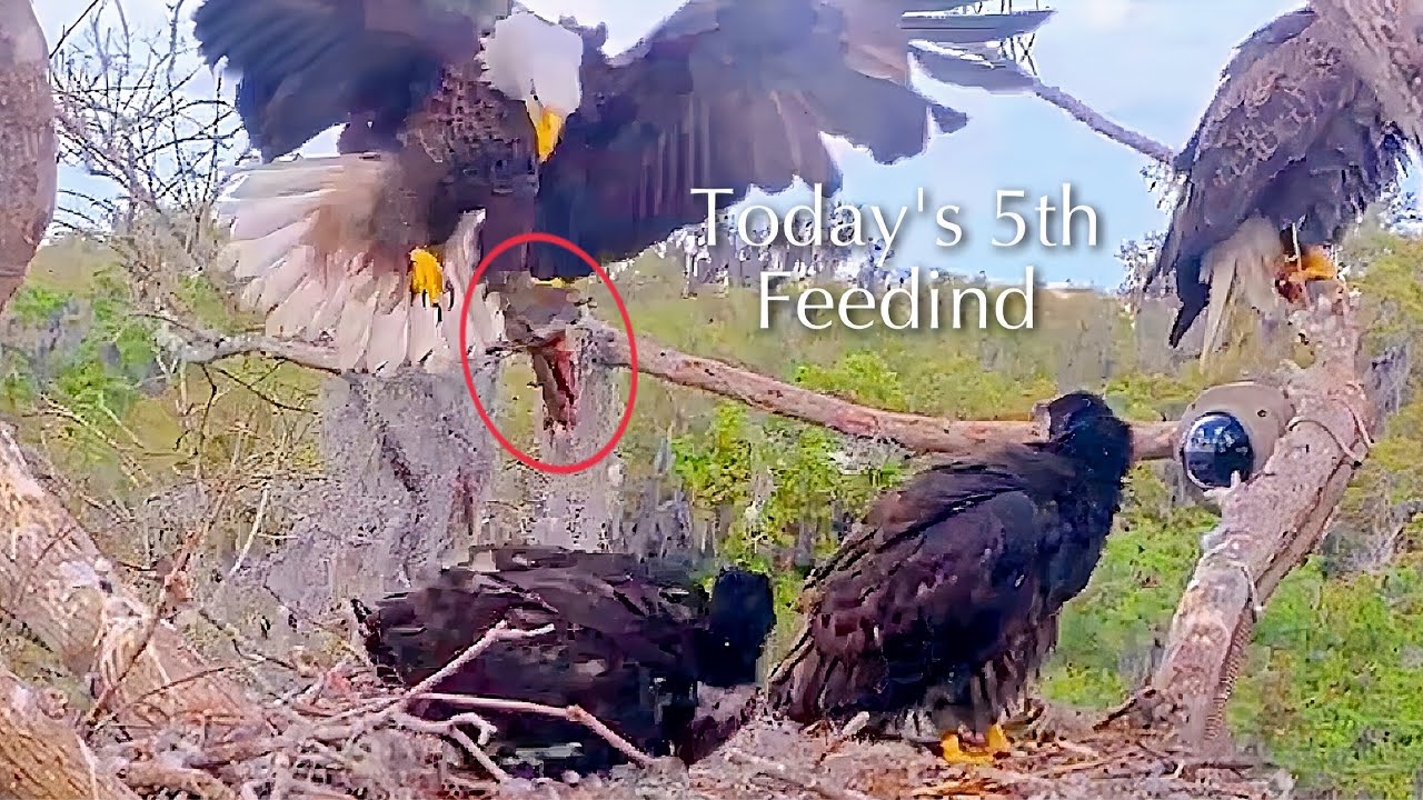 #393🦅Brutus🐥57° & Peanut🐥52°／Winter Park Eagle Nest 2026／Against All Odds:One-Eyed Mom／Wink💗Atlas