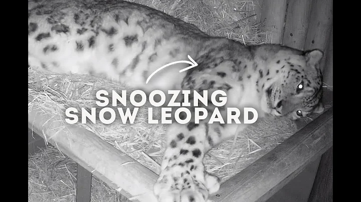 Snoozing Snow Leopard | Animals on CCTV - DayDayNews