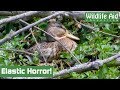 Mallard Rescued from CHOKING Rubber Band!