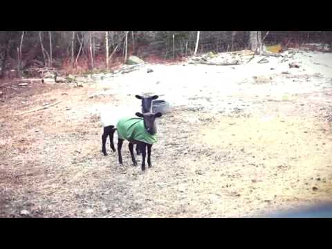 Funny sheep shouts/Баран