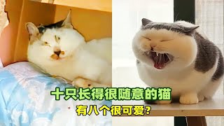 宠物解说十只长得很随意的猫有八个很可爱