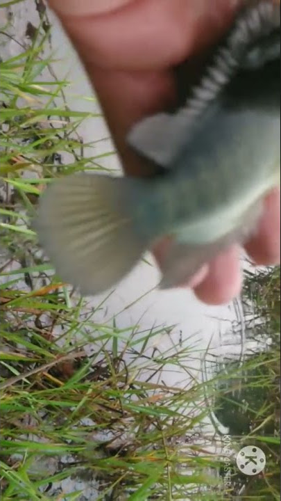 Story wa 30 detik mancing betok