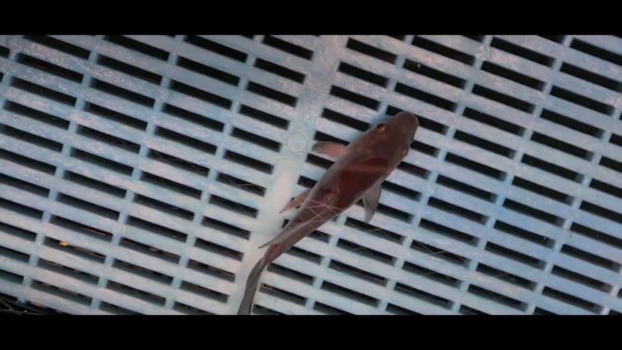 Butterfly Koi  Doitsu Ochiba   KZBS06