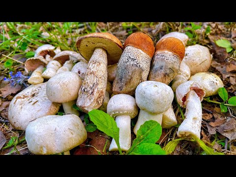 Грибник ОШАРАШЕН в БОЛЬНИЦЕ! Я в ШОКЕ, увидев ЭТО! Подосиновики ПОШЛИ! Шампиньоны ПРУТ! Грибы 2023