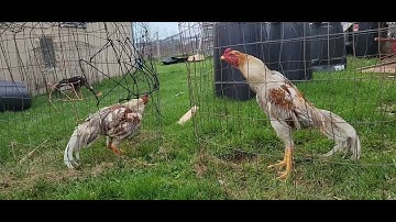 Beautiful Thai Roosters. Lau Qaib Thaib Zoo Nraug