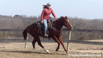 RY Little Powerplay - mount, easy walk, jog, lope, stops, turns! - ValleyViewRanch.net