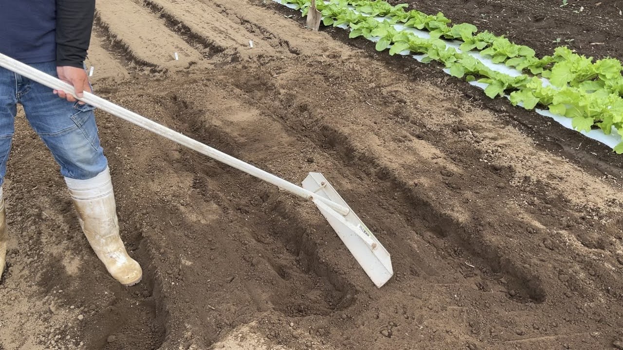 【家庭菜園初心者オススメ】小松菜の育て方は肥料が大切です 21/10/6