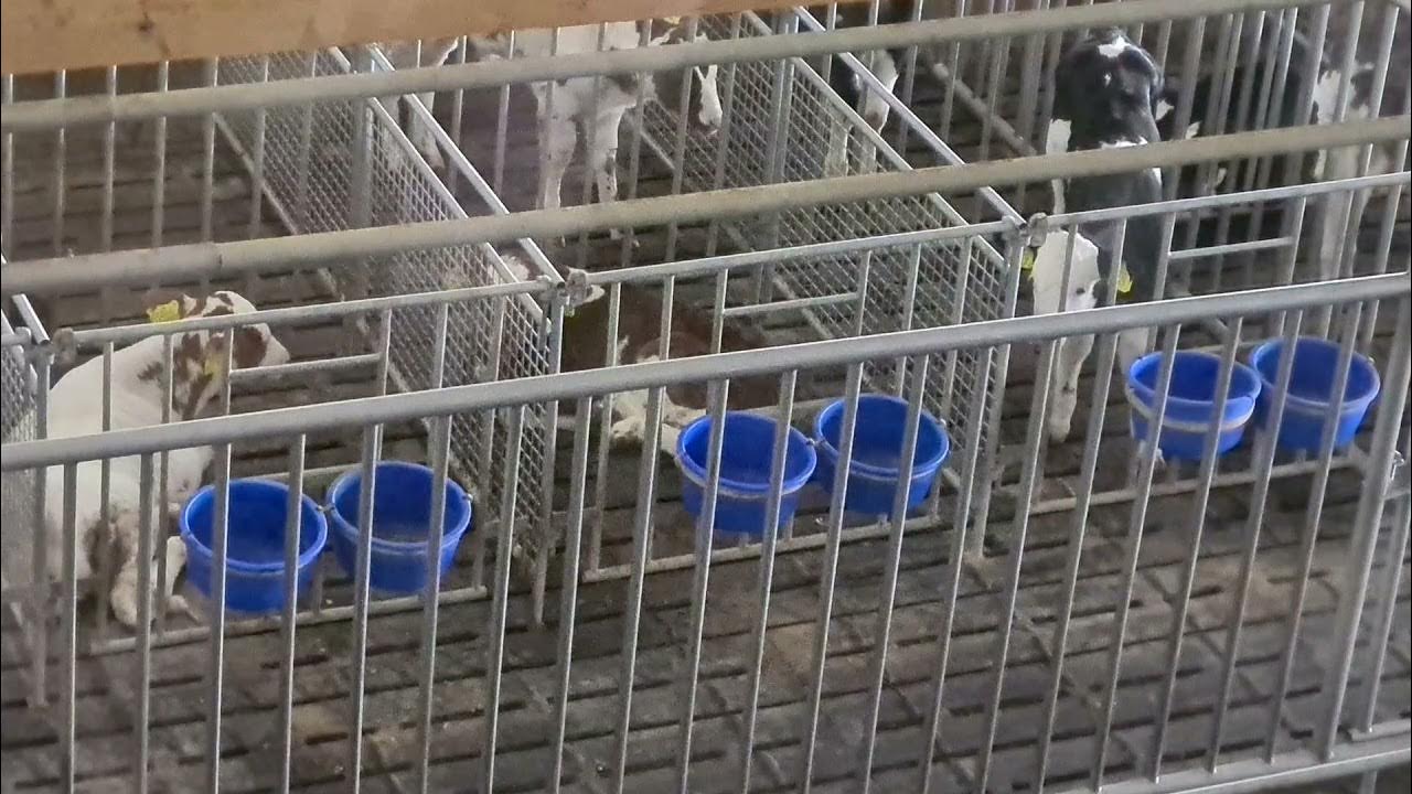 Calf fattening/Veal farming Factory Farm NL YouTube