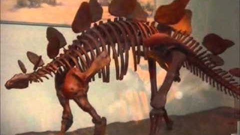 Mutant Transformer Dinosaurs Dino Stegazord