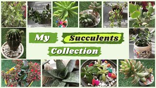 My Succulents Collection+Tour | Aesthetic and Soothing Succulents Video