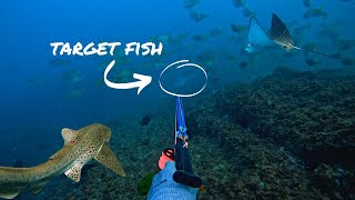 Tasty reef fish for dinner | Spearfishing Gold Coast VLOG | Catch Fillet Cook