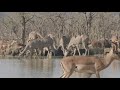 Punda Maria Waterhole  - Large numbers of animals drinking at the only waterhole in the area.