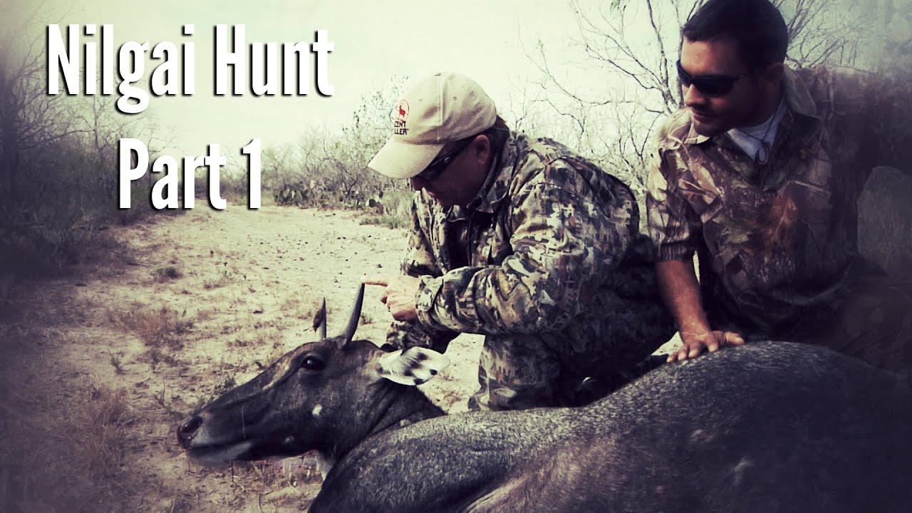 Nilgai Hunting in South Texas - Part 1 