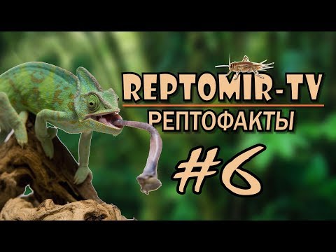 Язык хамелеона.  Как охотится хамелеон? РЕПТОФАКТЫ №6
