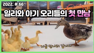 2년 만에 새끼 오리를 만난 청둥오리의 충격반응?!