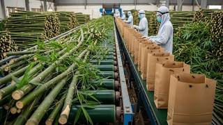 How Bamboo Turns Into Paper Bags | Full Manufacturing Process Documentary