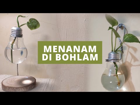 Video: Bunga bohlam