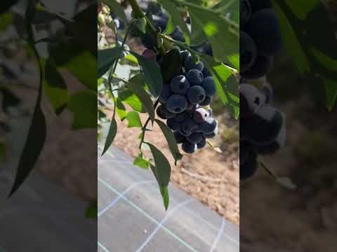 Video: Penjagaan Blueberry Pada Musim Gugur: Bersiap Untuk Musim Sejuk. Bagaimana Cara Melindungi Dan Melindungi Blueberry Kebun? Baja Untuk Makan Musim Luruh. Apa Yang Perlu Dilakukan De