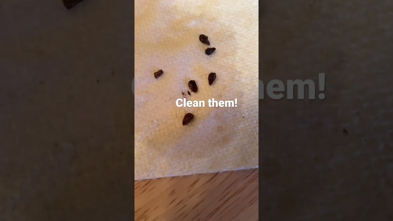 Removing mold on seeds!