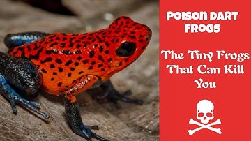 Poison Dart Frogs: The Tiny Frogs That Can Kill ☠️🐸
