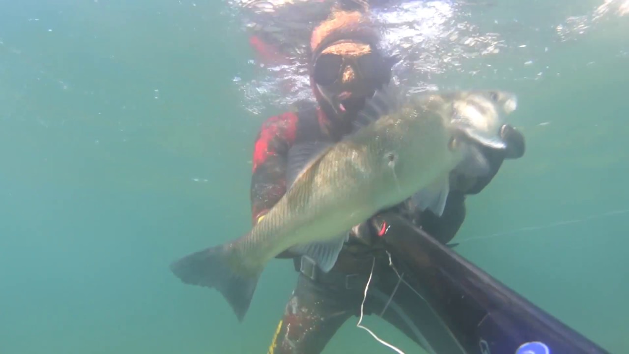 Spearfishing Greece "Sea bass Hunters" YouTube
