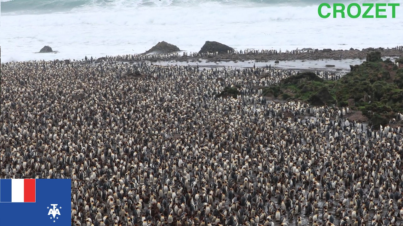 La manchotière du Jardin Japonais au mois de février - Archipel Crozet