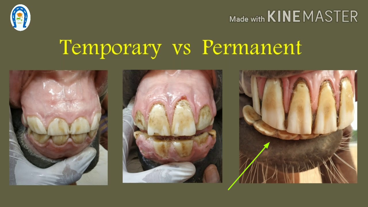 Vet Basics II EQUINE DENTAL AGING I PART 1 YouTube