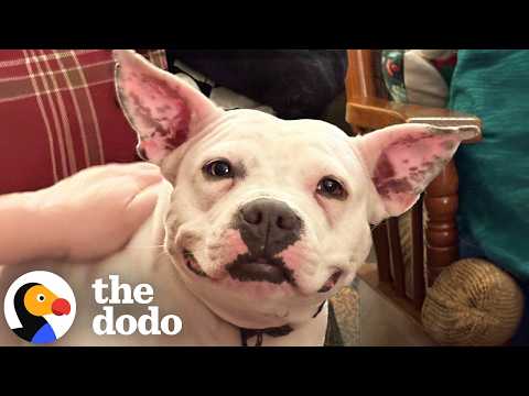 Rescued Pittie Helps Save Another Stray Just An Hour Later | The Dodo