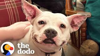 rescued pittie helps save another stray just hour later