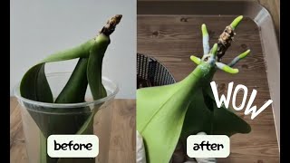 видео: Орхидеи!!! Простой способ пустить новые корни картинка: Орхидеи!!! Простой способ пустить новые корни