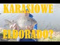 Kapryśne KARASIE - biorą kiedy chcą ...