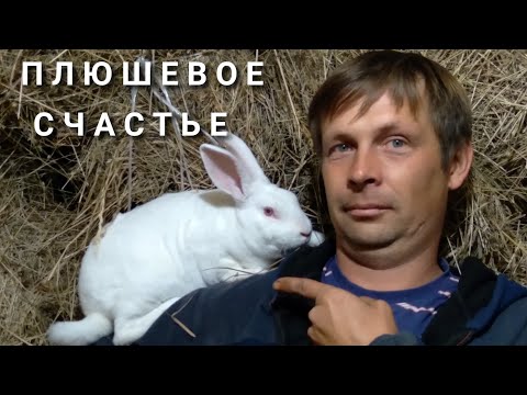 Видео: Гид Породы Кролика: Рекс Кролики