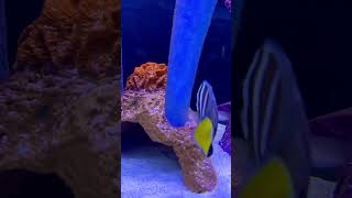 Salt Water Fishes Are Amazing