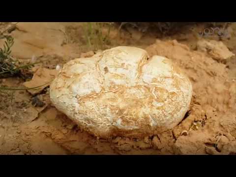 شاهد / فيديو | الترفاس بالجنوب التونسي مع قصيدة رائعة للشاعر ضو الميلوسي